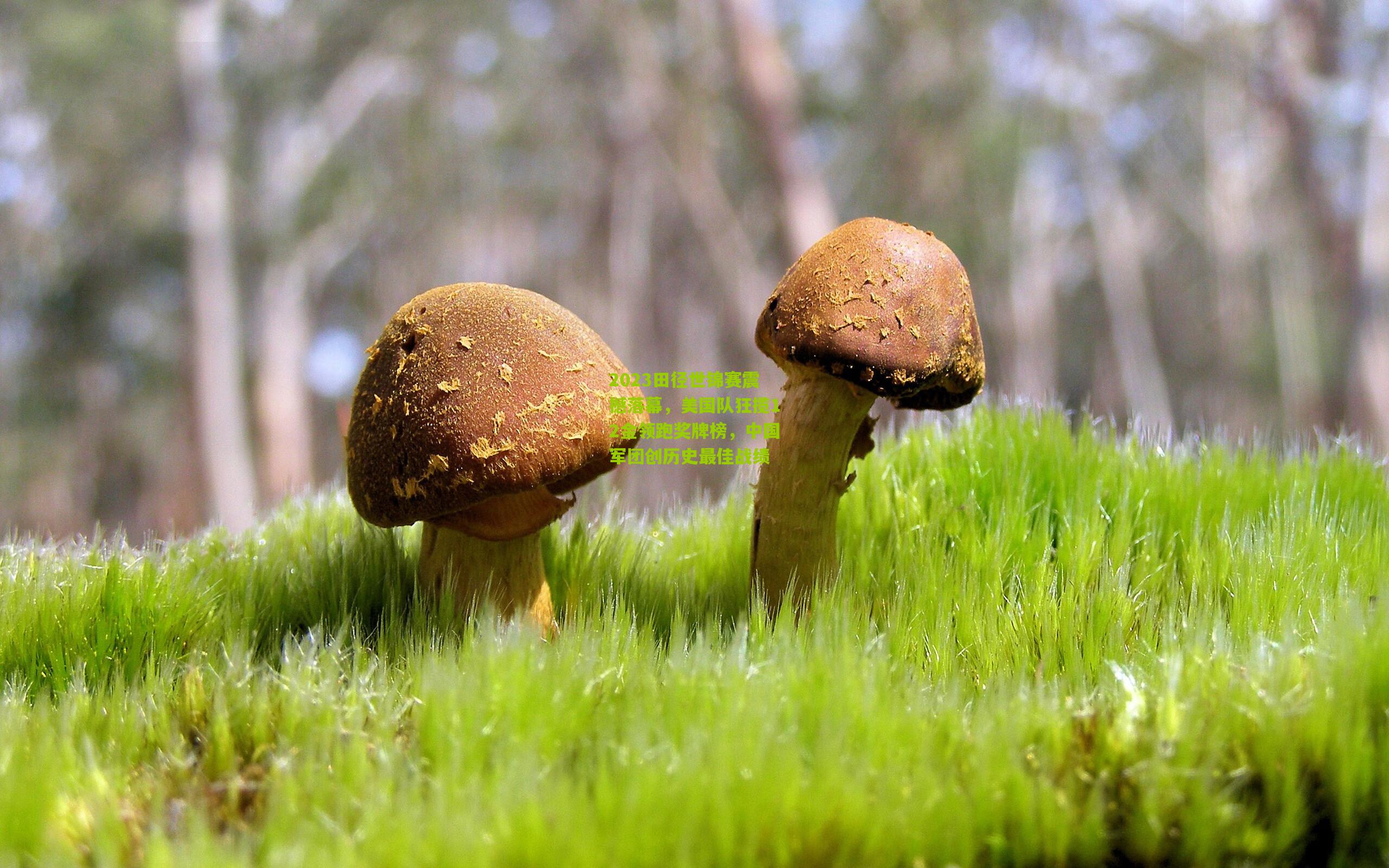 2023田径世锦赛震撼落幕,美国队狂揽12金领跑奖牌榜,中国军团创历史最佳战绩